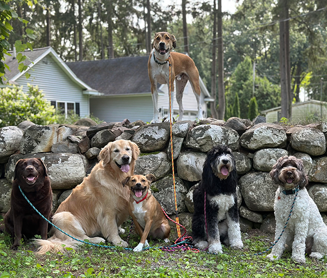 pack of dogs and one dog standing on a rock wall